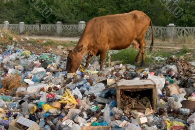 Cow on the dump