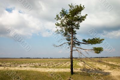 Loneliness pine tree