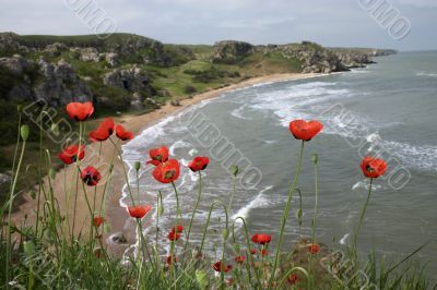 Poppy flowers Poppy flowers
