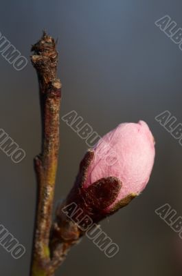 Bud of the tree