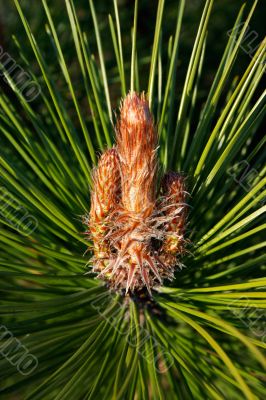 Bud of a pine tree