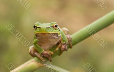 Stare of tree frog