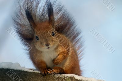 Red squirrel with nut