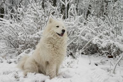 Samoyed dog in the snow bushes