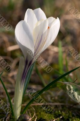 White crocus White crocus