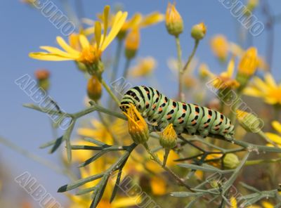 Bright spotted caterpillar