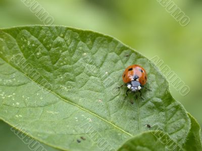 ladybug