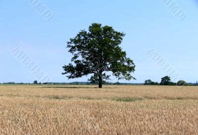 Lonely tree