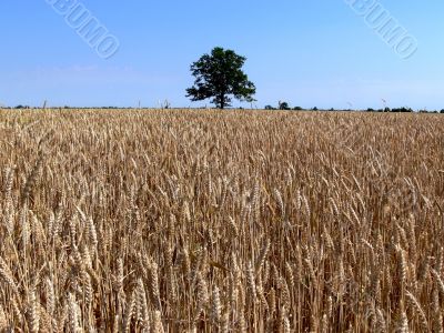 LONELY TREE LONELY TREE