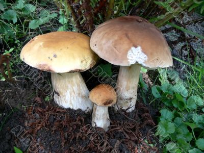 Three Boletus Three Boletus