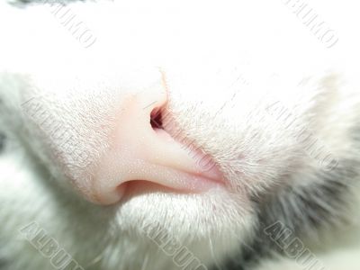 feline nose feline nose