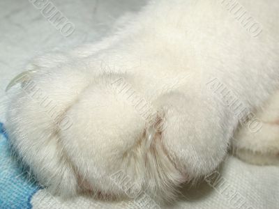 The paw