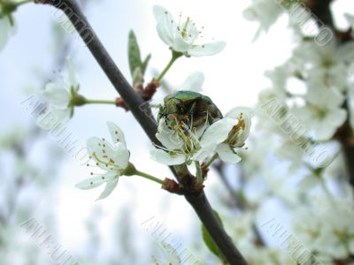 bug on flower bug on flower