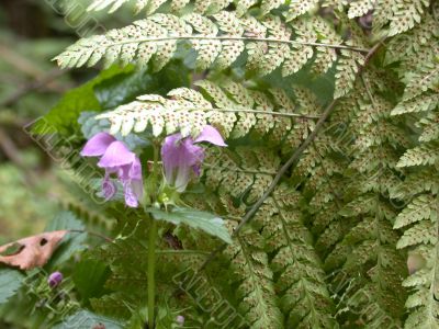 timber flowers