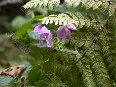 timber flowers