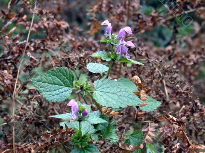 timber flowers