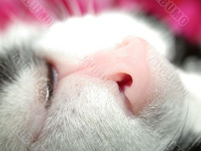 feline nose
