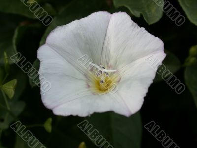 white flower white flower