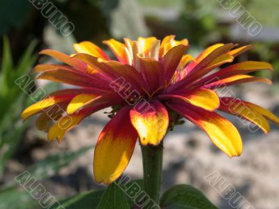 flower flower