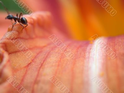 Ant on lilly petal