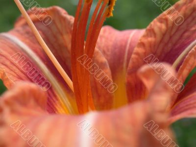lilly macro lilly macro