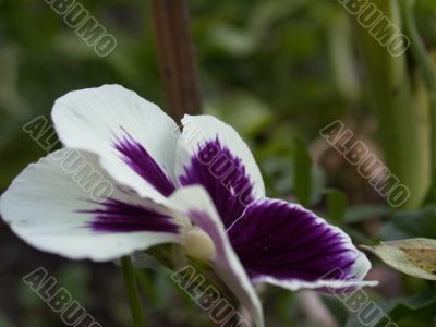 pansy pansy