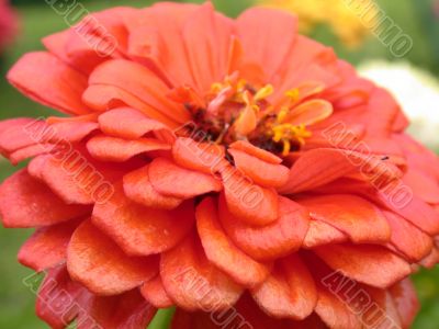 red flower red flower