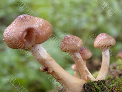 mushrooms mushrooms