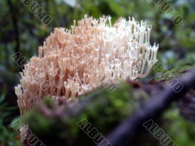 moss, macro moss, macro