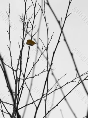 Lonely in brown Lonely in brown