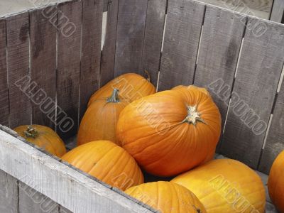 Pumpkins in a crate