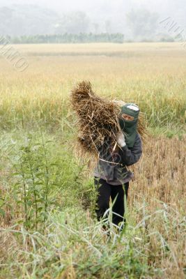 Harvesting rice