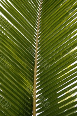Palm leaf Palm leaf