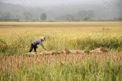 Working in the rice field