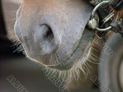 equine mug, horse head