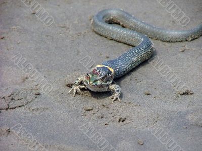 snake swallows victim