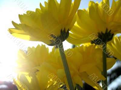 Chrythanthemums in the sunlight