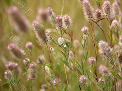 Green grass on meadow with wild flowers