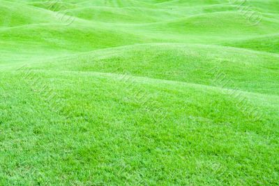 Green pastures 1 Green pastures 1