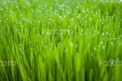 Dew on grass