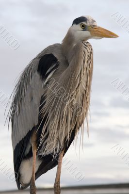 Blue Heron 1