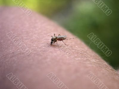 Mosquito on my hand. Part 3.