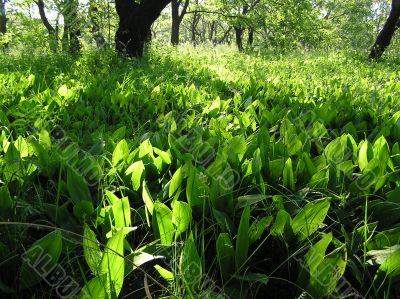 Lily of the valley