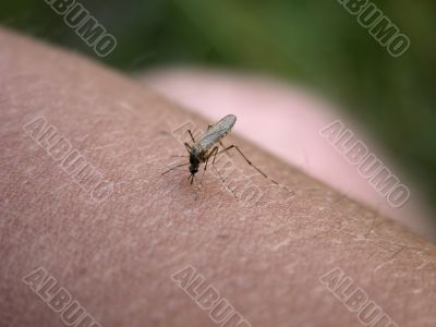 Mosquito on my hand. Part 2.