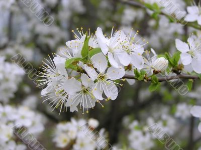 Cherry flowers Cherry flowers