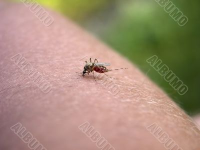 Mosquito on my hand. Part 4.