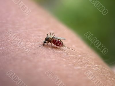 Mosquito on my hand. Part 6.