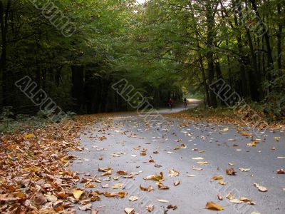 The twisting road doted with leaves