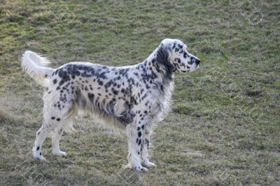 English Setter