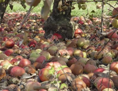 Carpet of apples